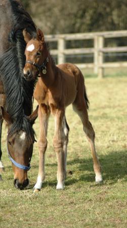 2013 bay colt by Iffraj